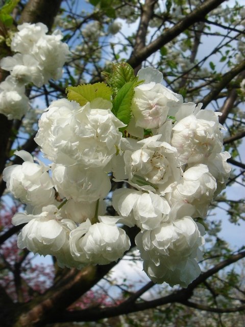 Prunus avium 'Flore Pleno'